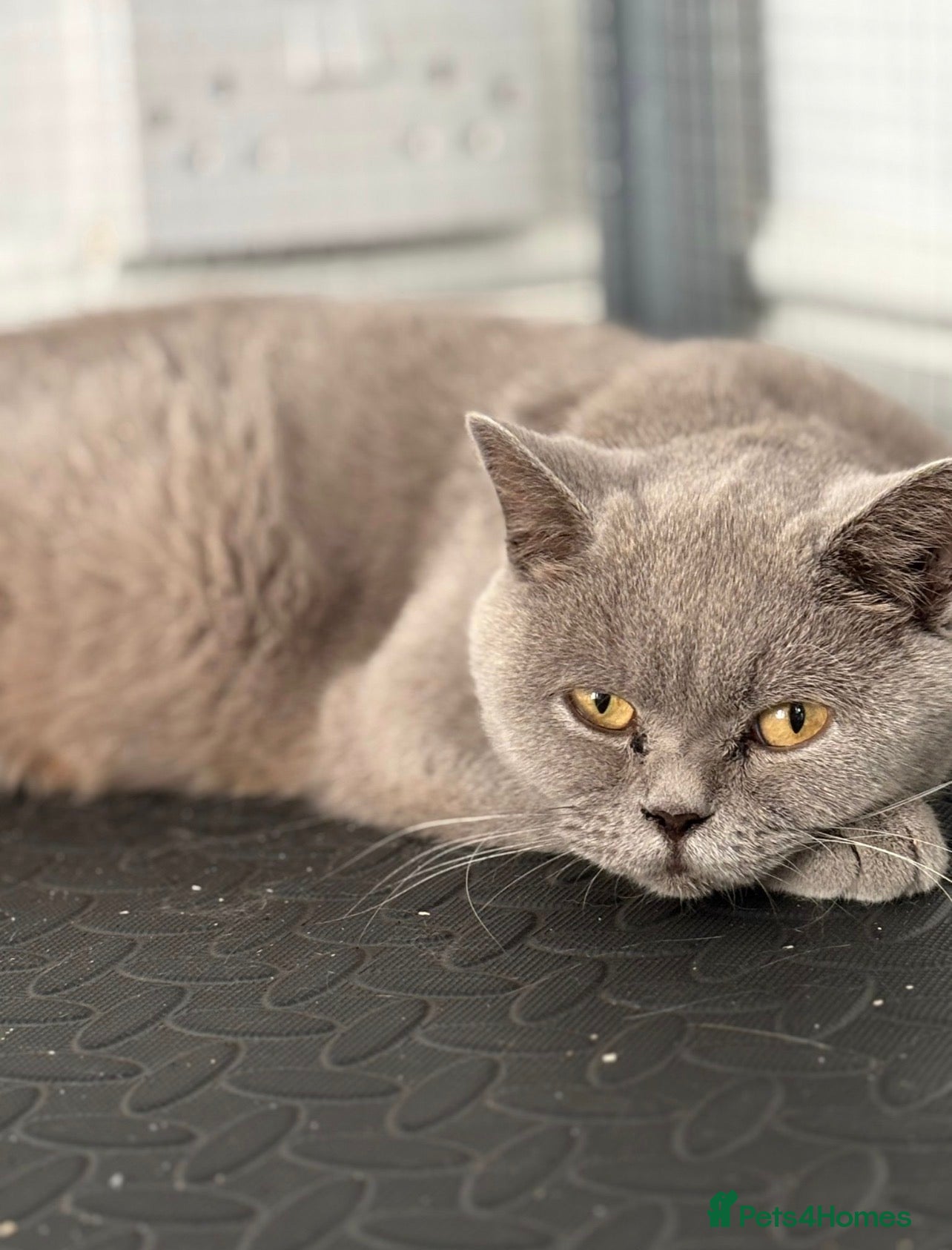 British Shorthair cats British shorthair  - Advert 1