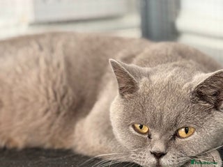 British Shorthair cats British shorthair - Advert 1