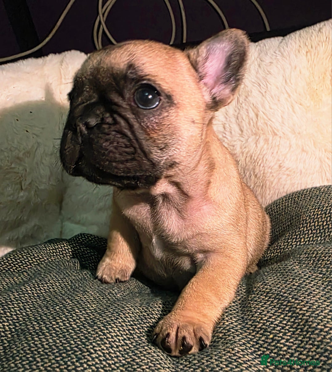 French Bulldog dogs for sale: Beautiful French bulldog  - Advert 10