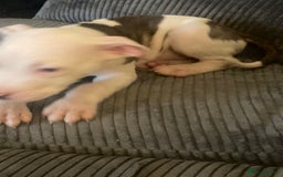 American Bulldog dogs for sale: american bulldog puppies - Image 11