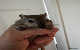 Gerbil rodents for sale: PAIR OF MALE GERBILS - 6mo tame 1 brown 1 white  - Image 5