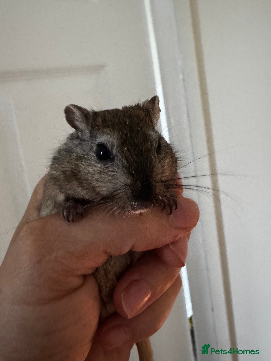 Gerbil rodents for sale: PAIR OF MALE GERBILS - 6mo tame 1 brown 1 white  - Image 5