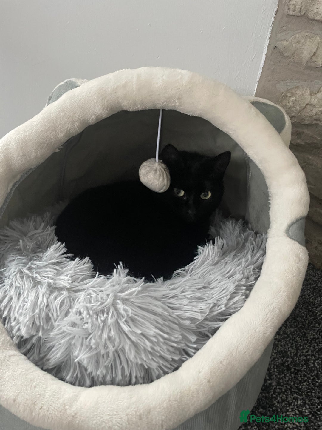 Mixed Breed cats for sale: Female black cat for sale - Advert 2