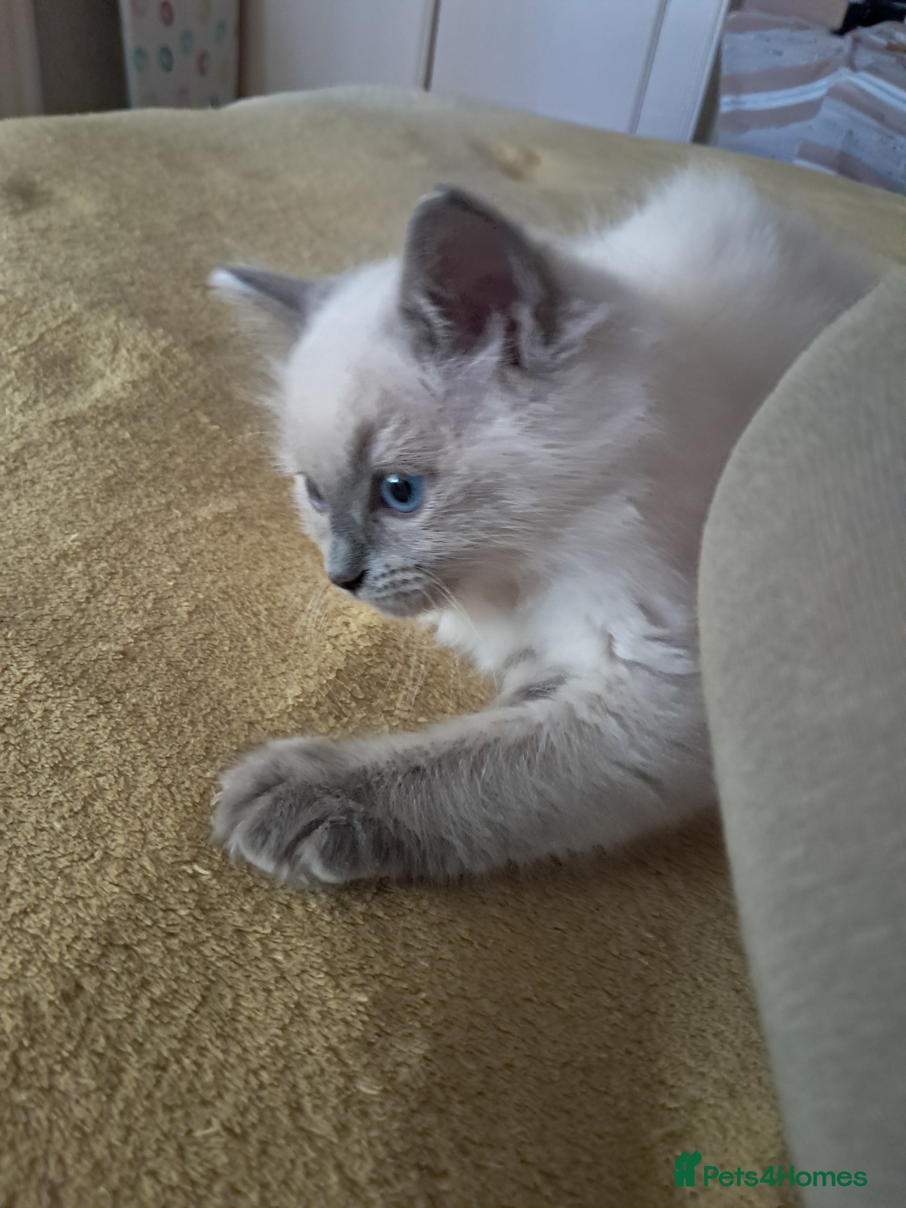Ragdoll cats Pure bred beautiful Ragdoll kittens - Advert 2