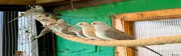 Doves birds for sale: Diamond doves - male and female  in Sheffield - Advert 1