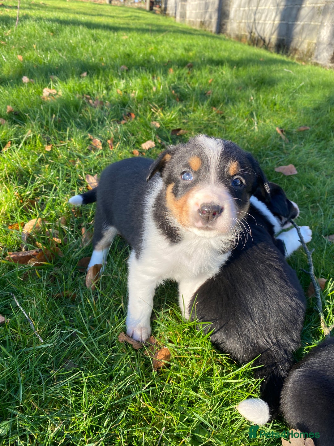 Mixed Breed dogs for sale: Beautiful Welsh Collie x Border Collie Puppies - Advert 8