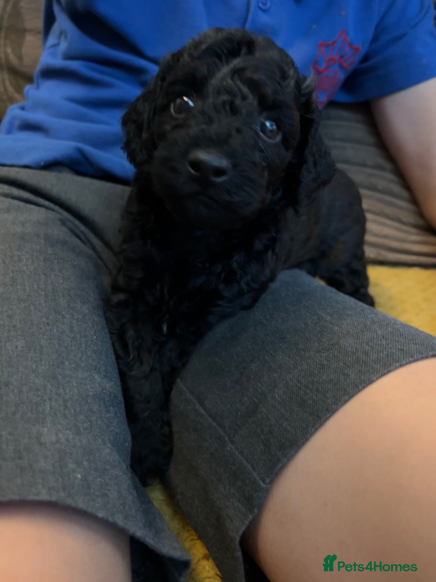 Cockapoo dogs Stunning glossy black cockapoo boys - Advert 18