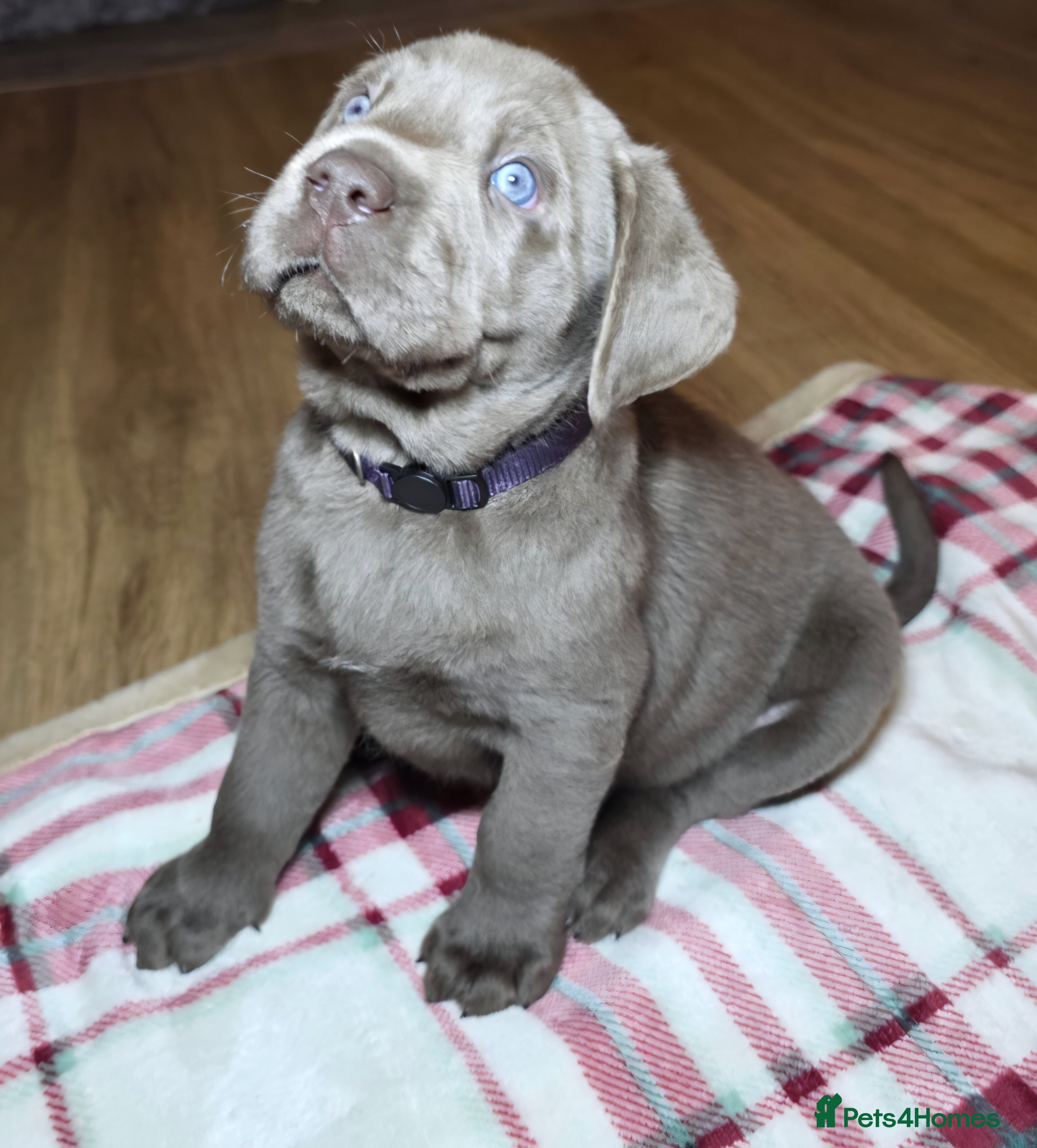 Labrador Retriever dogs Silver Labrador Puppy - Fully Health Tested - Advert 4
