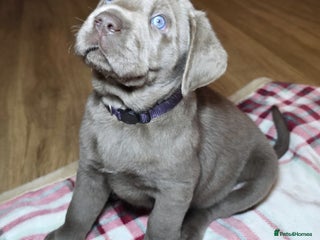 Labrador Retriever dogs Silver Labrador Puppy - Fully Health Tested - Advert 2