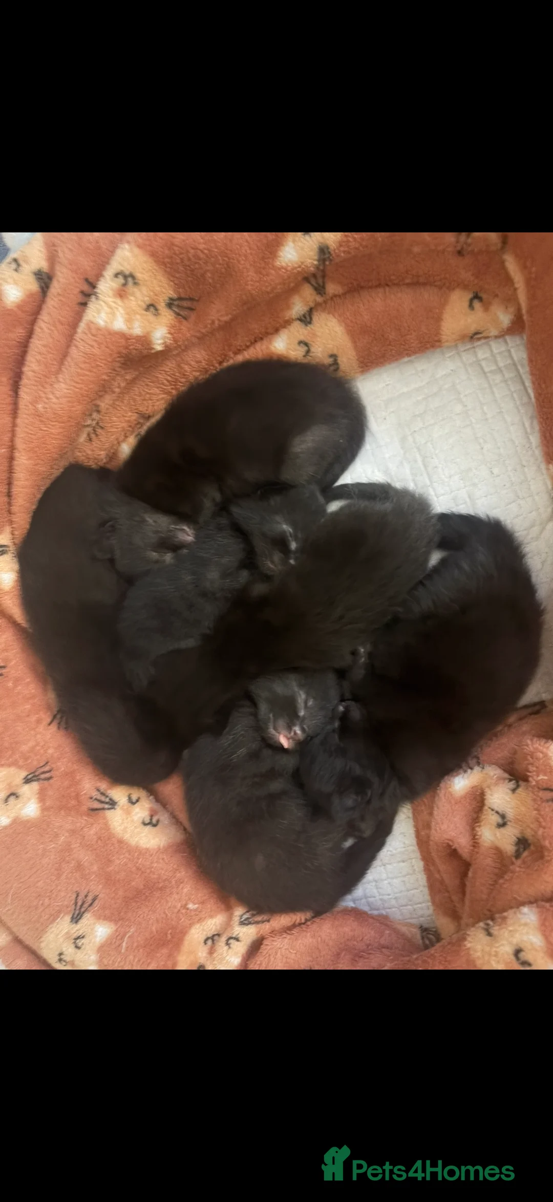 British Longhair cats for sale: Beautiful kittens looking for a loving home - Advert 2