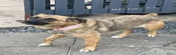 Mixed Breed dogs for adoption: Lotti – gentle, loving & ready for home 💗 in Birmingham - Advert 2