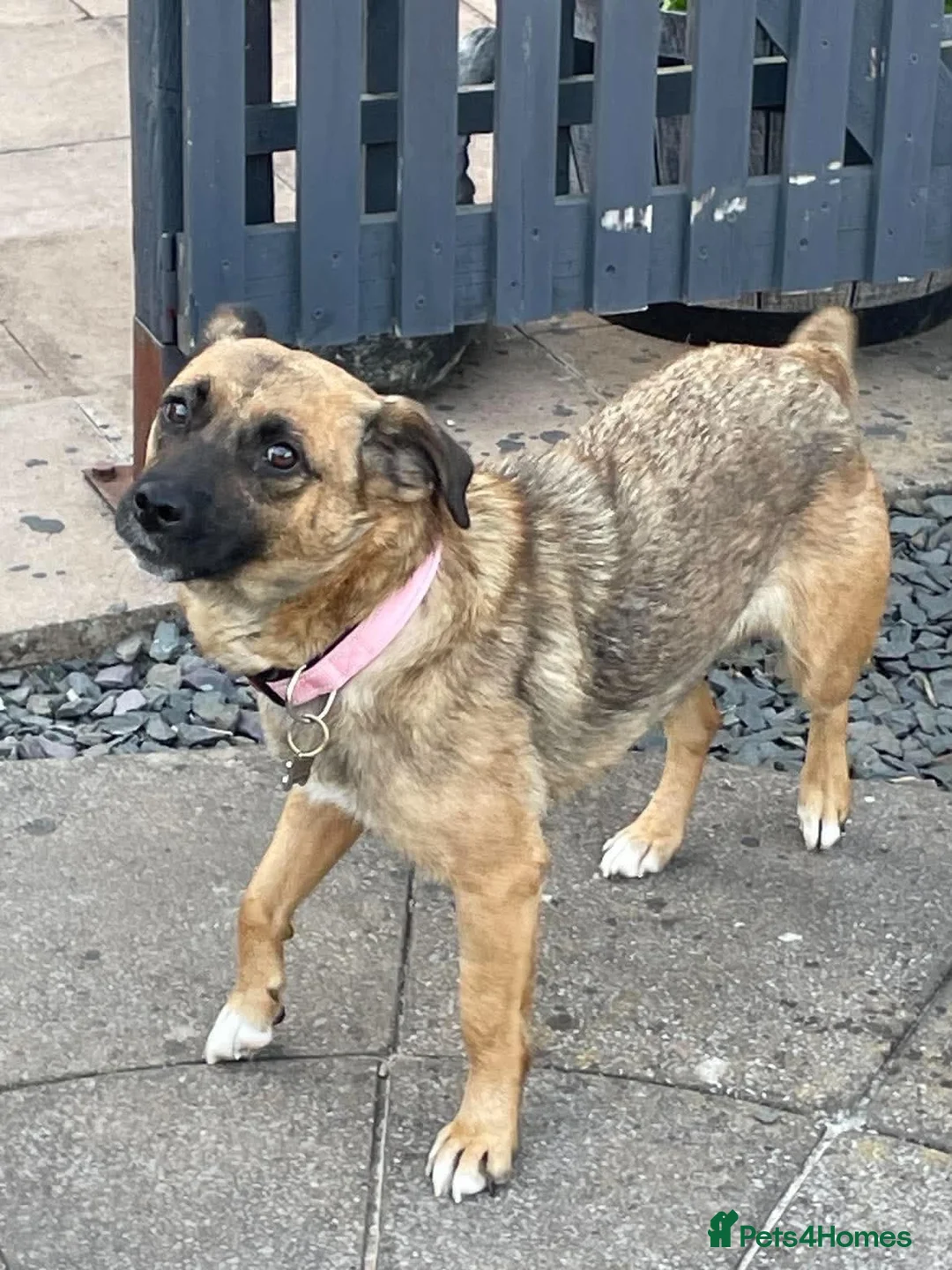 Mixed Breed dogs for adoption: Lotti – gentle, loving & ready for home 💗 in Birmingham - Advert 2