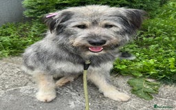 Mixed Breed dogs for adoption: 💙🐶 TEDDI 🐶💙 - Image 5