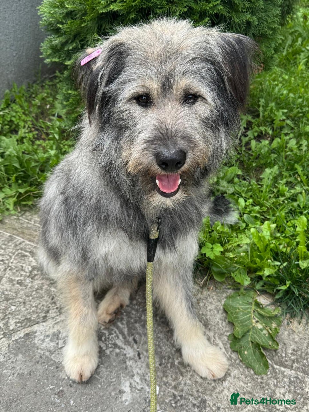 Mixed Breed dogs for adoption: 💙🐶 TEDDI 🐶💙 - Image 5