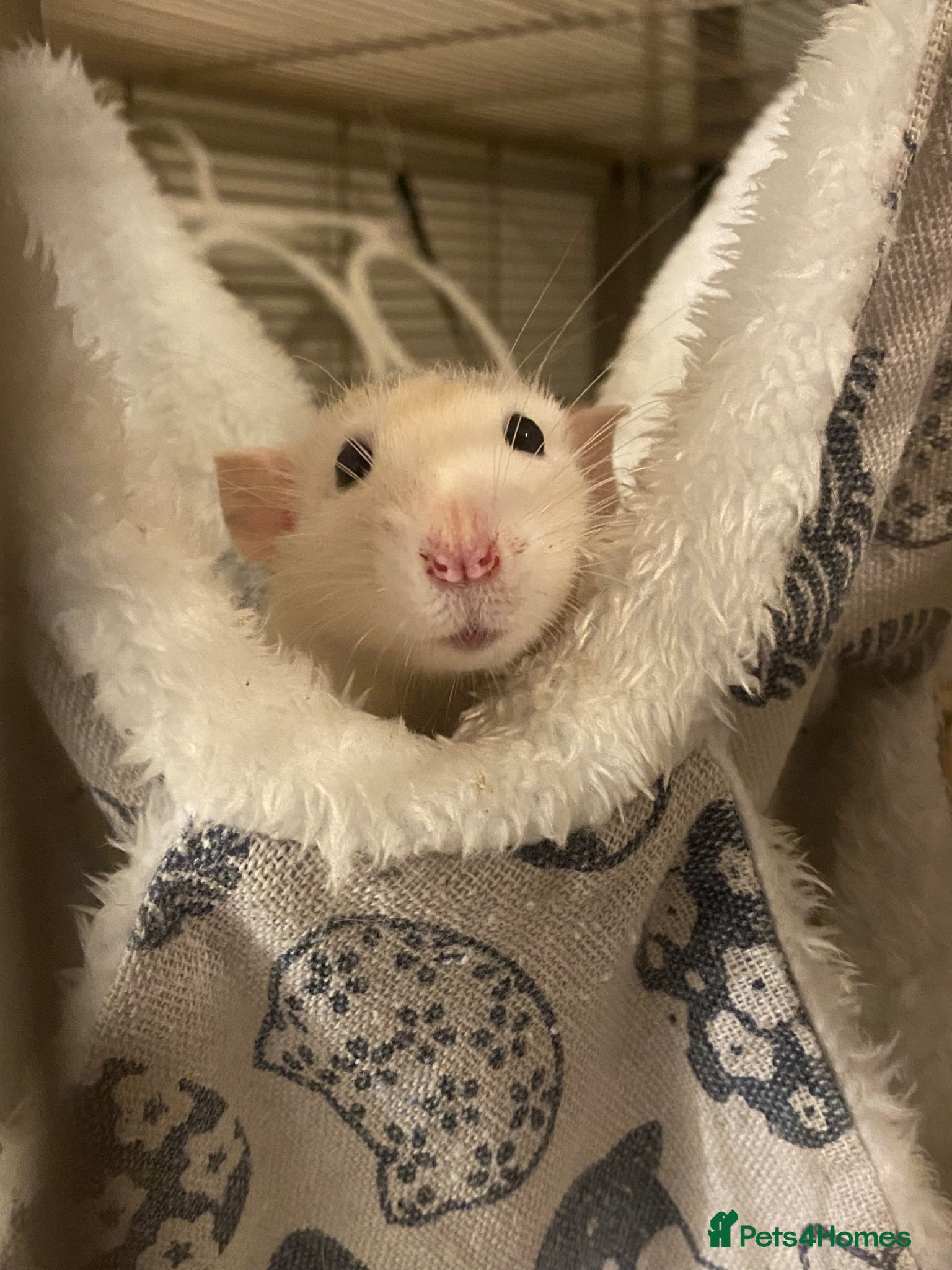 Rat rodents SOLD! Gone to a new home  - Advert 4