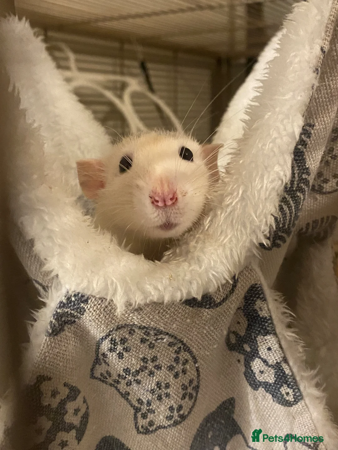 Rat rodents for sale: SOLD! Gone to a new home  - Advert 1