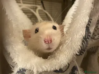 Rat rodents SOLD! Gone to a new home - Advert 3