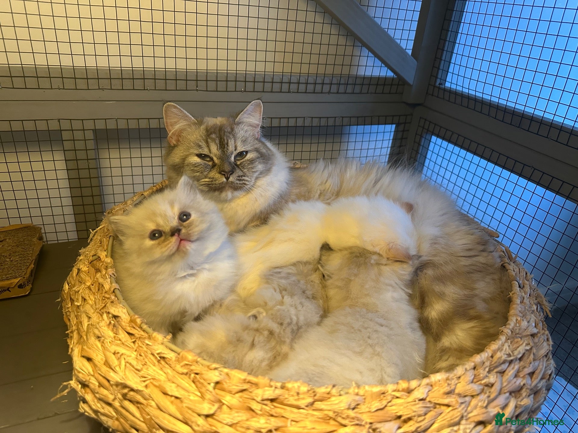 Persian cats Pedigree Persian Himalayan Kittens - Advert 1