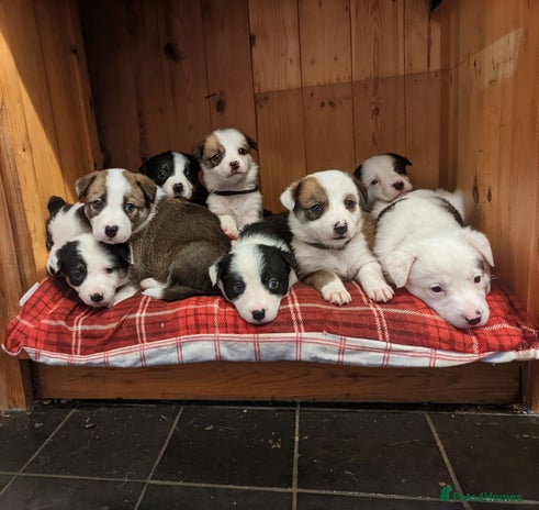 Mixed Breed dogs - Advert 10