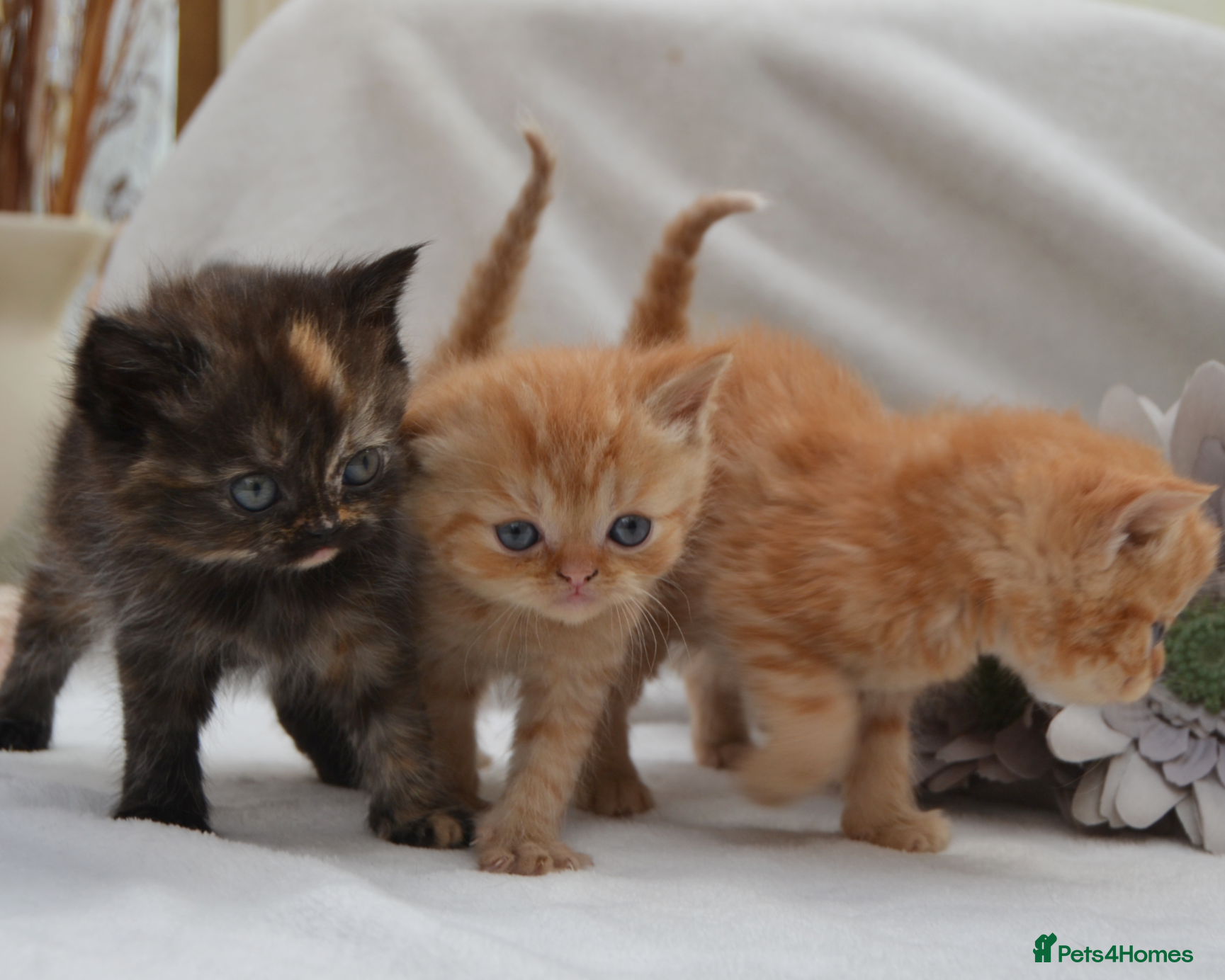Persian cats Adorable Purebred Persian Kittens!!! - Advert 1