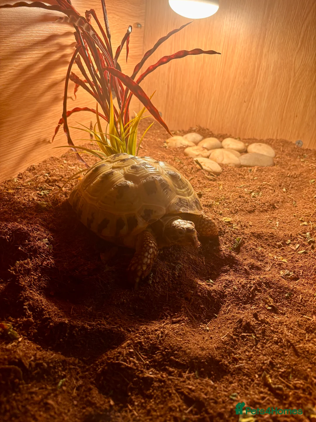 Tortoise reptiles for sale:  horsefield tortoise for sale  - Advert 3