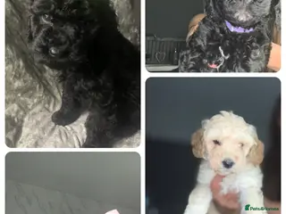 Labradoodle dogs Miniature Labradoodle - Advert 16