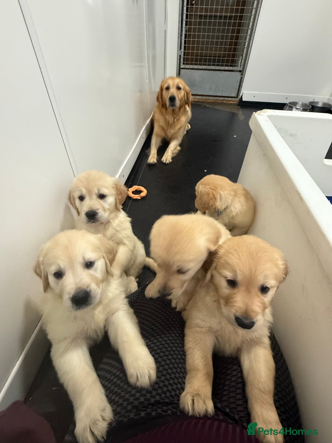 Golden Retriever dogs for sale: Handsome male golden retriever puppies for sale - Image 3