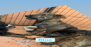 Mixed Breed dogs - Advert 3