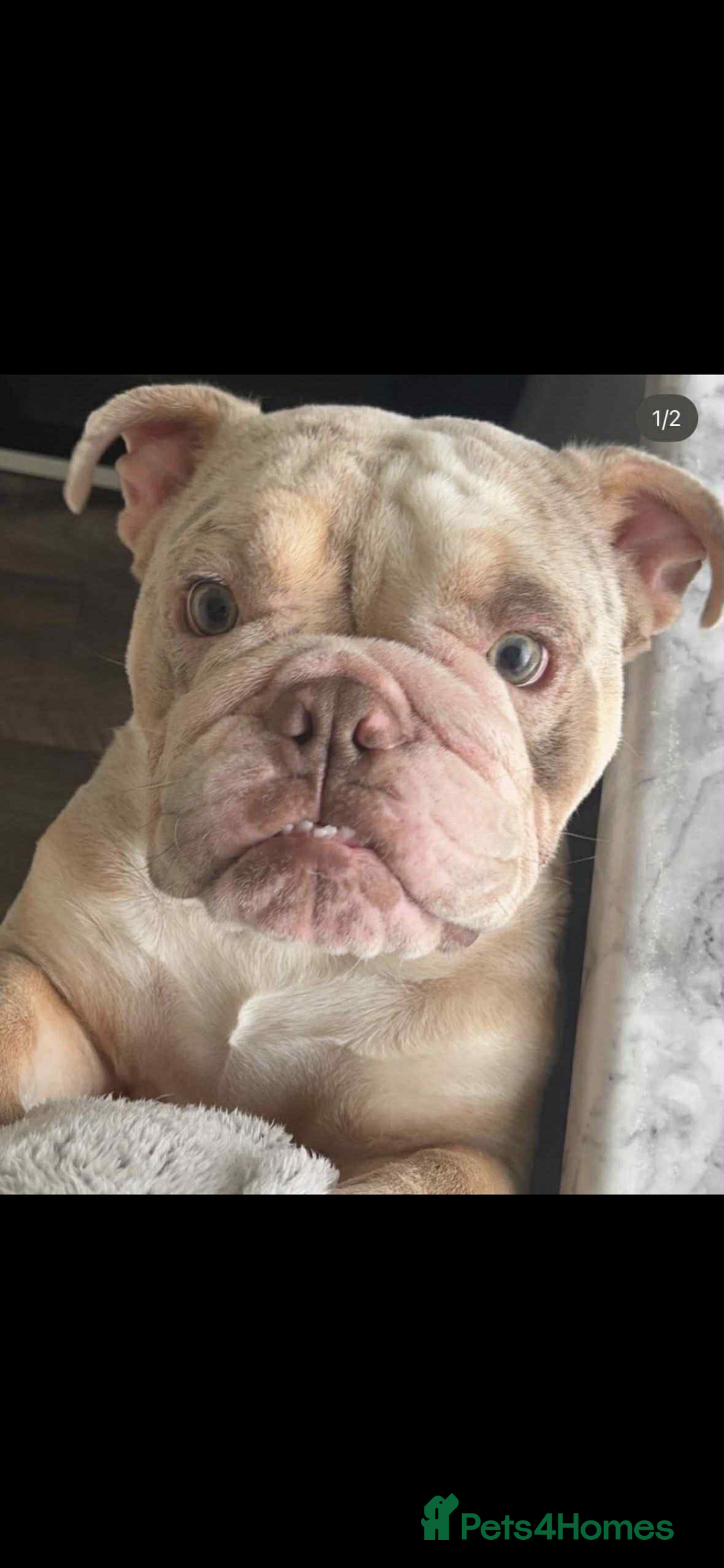 English Bulldog dogs for stud: English lilac Merle  - Advert 3