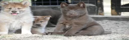 Chow Chow dogs for sale: Genuine chowski puppies  - Advert 35