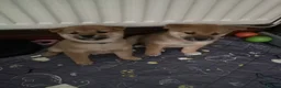 Japanese Shiba Inu dogs for sale: *New price! 3 left* all KC female shiba inus. - Advert 23