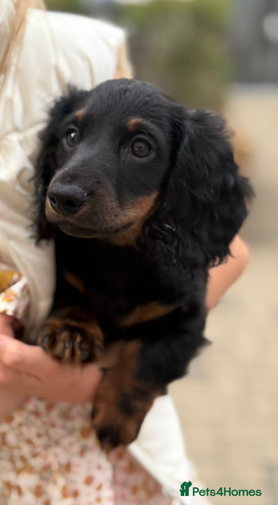 Miniature Dachshund dogs for sale: 1 last Black and Tan Male left!!!   in Watford - Image 22