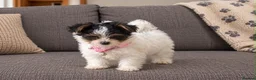 Mixed Breed dogs for sale: 4 adorable puppies  in Neath - Advert 3