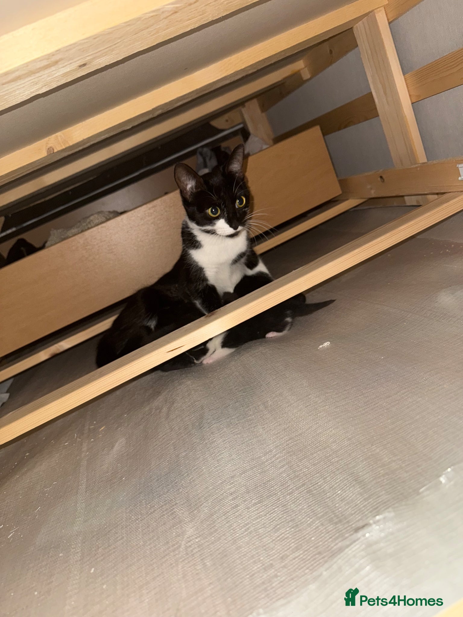 Domestic Shorthair cats Sisters for sale (but can be sold separately)  - Advert 1