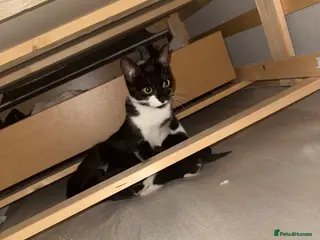 Domestic Shorthair cats Sisters for sale (but can be sold separately) - Advert 2