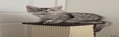 Maine Coon 3