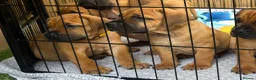 Boerboel dogs for sale: Elite Guard Neema X Spartan Dutch - Advert 6