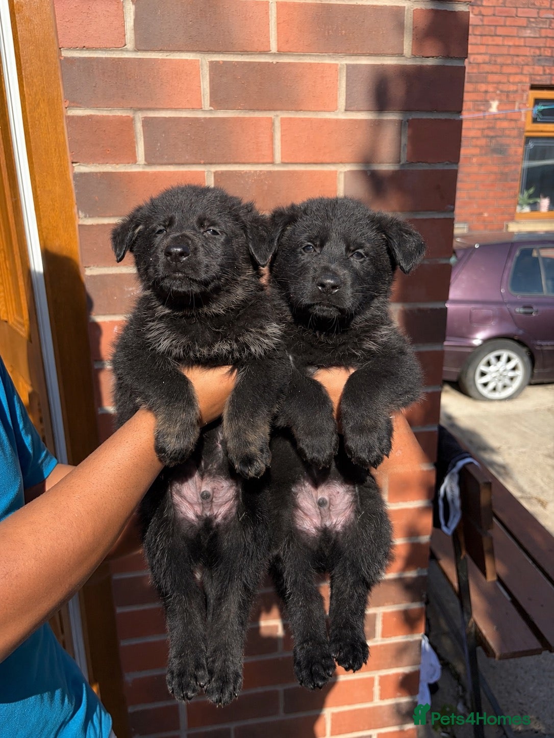 German Shepherd dogs 🐾 Czech Shepherd Puppies – Pure Pedigree 🐾 - Advert 18