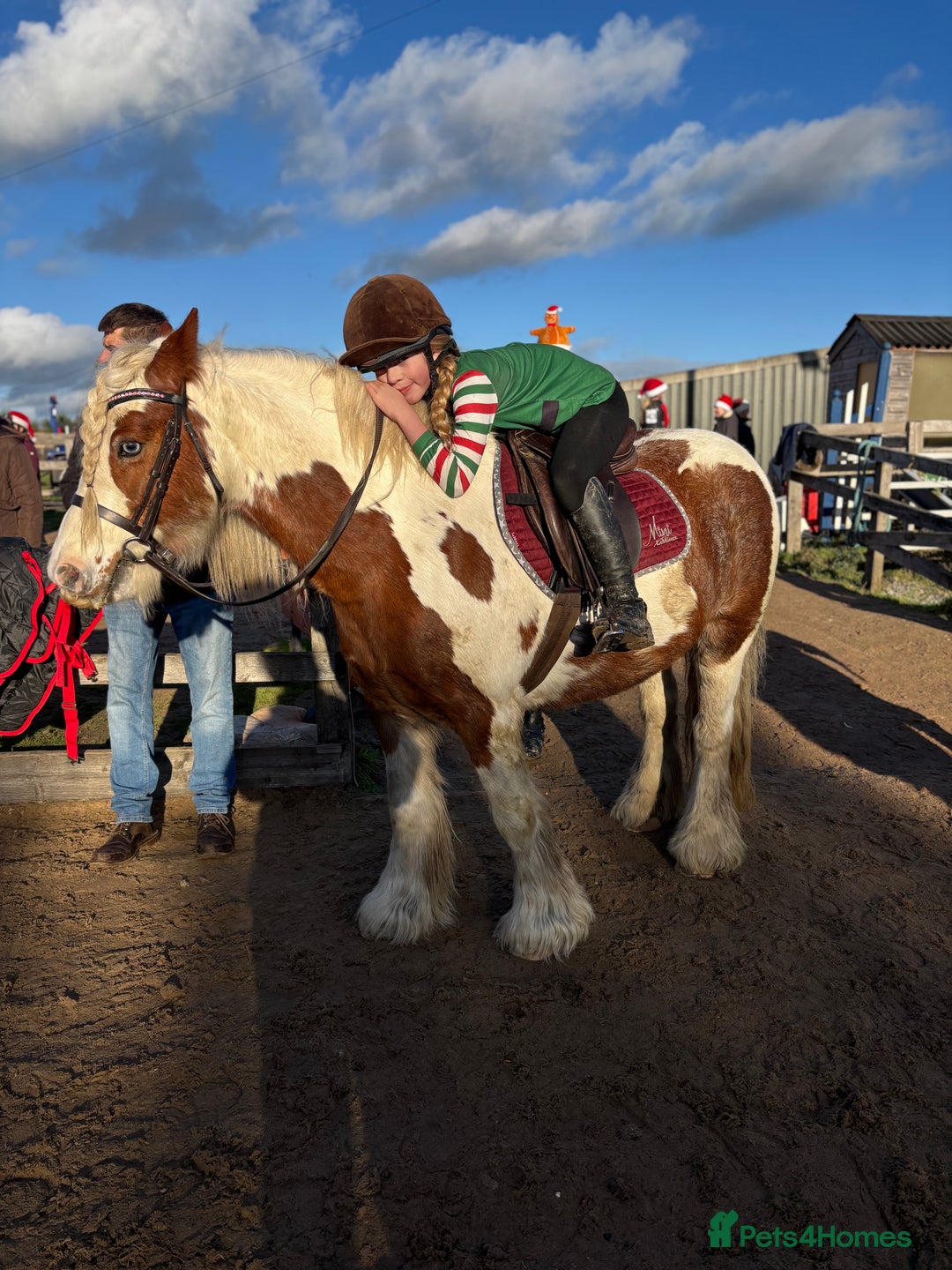 Riding pony horses for sale: Brilliant pony club pony  - Advert 4