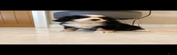 Bernese Mountain Dog dogs for sale: Kc reg bernese mountain pup's  - Advert 2