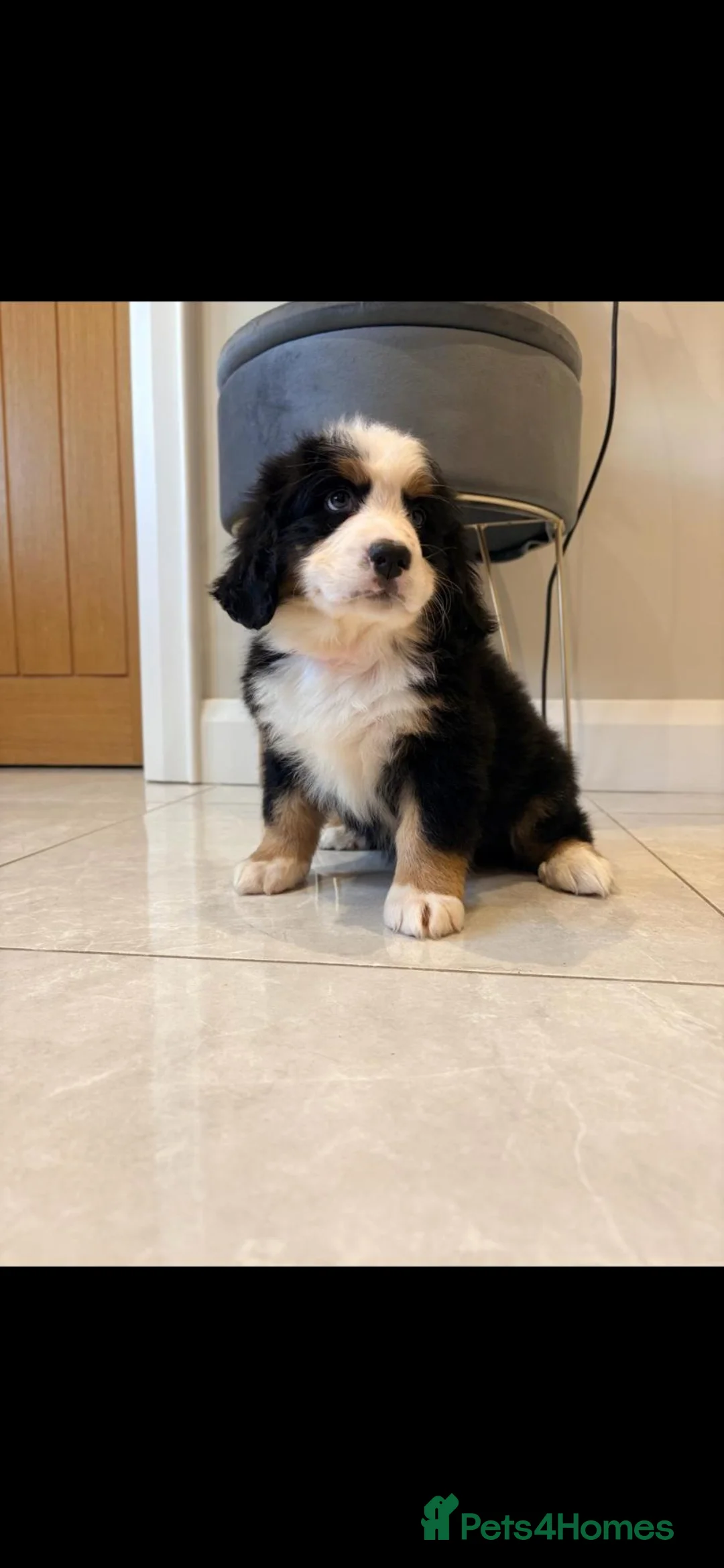 Bernese Mountain Dog dogs for sale: Kc reg bernese mountain pup's  - Advert 2