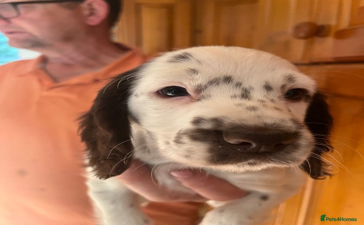 Cocker Spaniel dogs - Advert 4