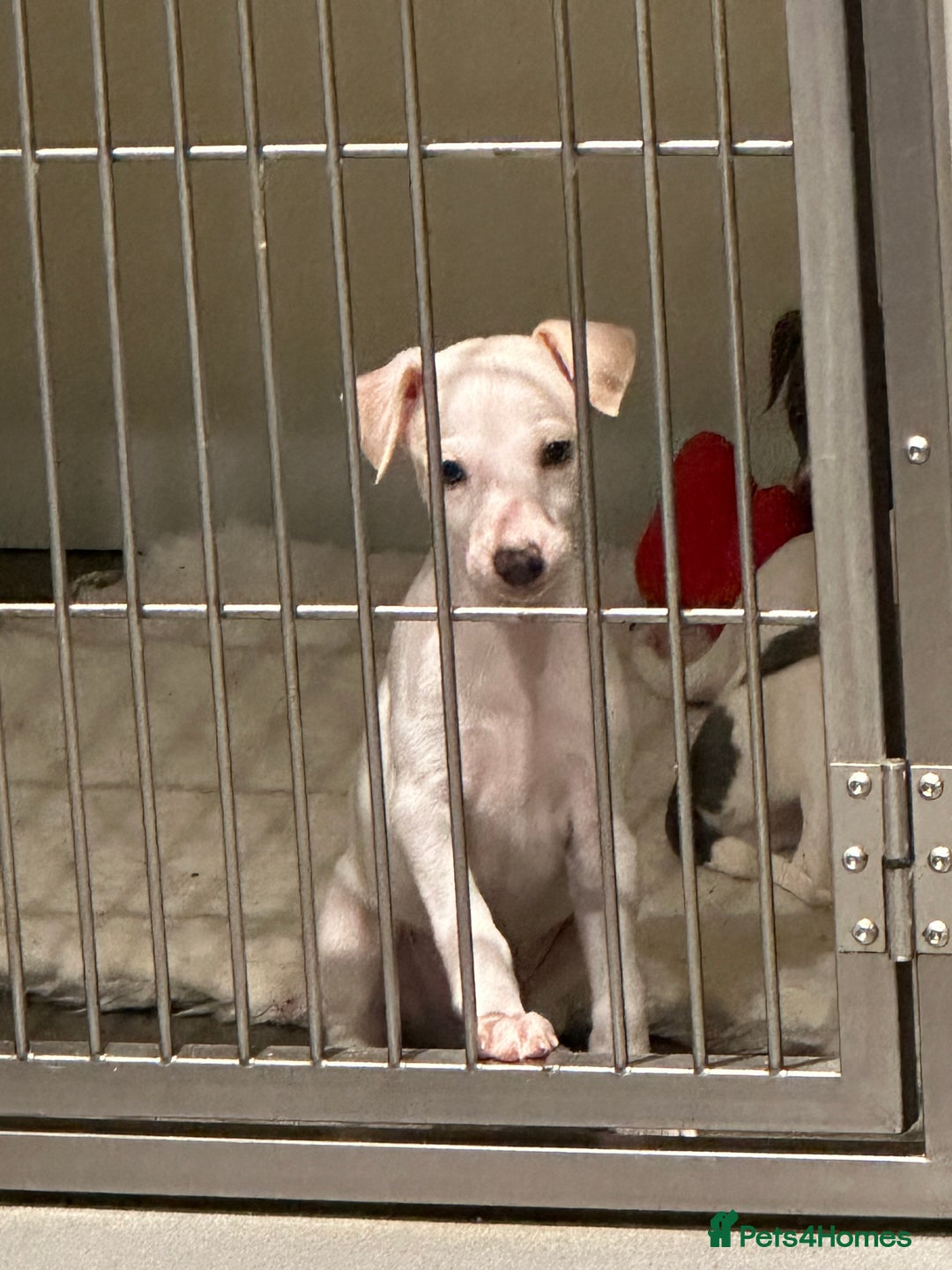 Whippet dogs for sale: Pedigree whippet puppy’s  - Advert 9