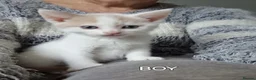 Mixed Breed cats for sale: Kittens looking for there forever homes. - Advert 14