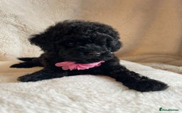 Toy Poodle dogs for sale: Tiny, champion bloodlines best pet homes only  - Image 5