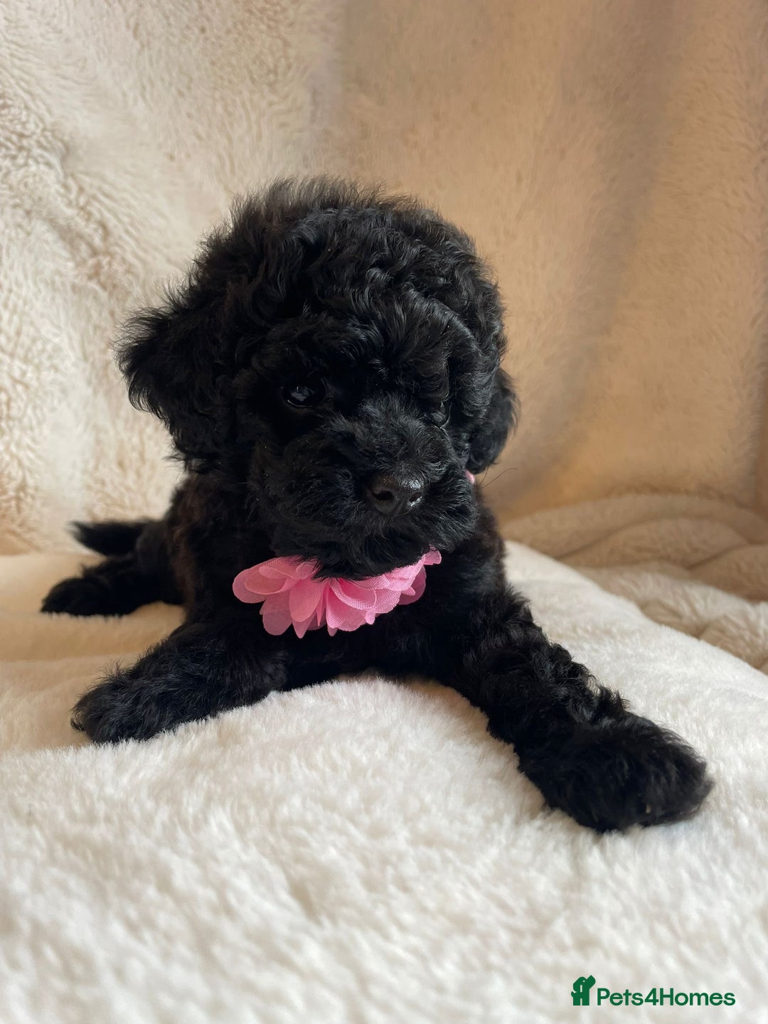Toy Poodle dogs for sale: Tiny, champion bloodlines best pet homes only  - Image 5