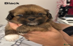 Lhasa Apso dogs for sale: Full Pedigree KC REG LHASA APSO PUPPIES !!! - Image 15