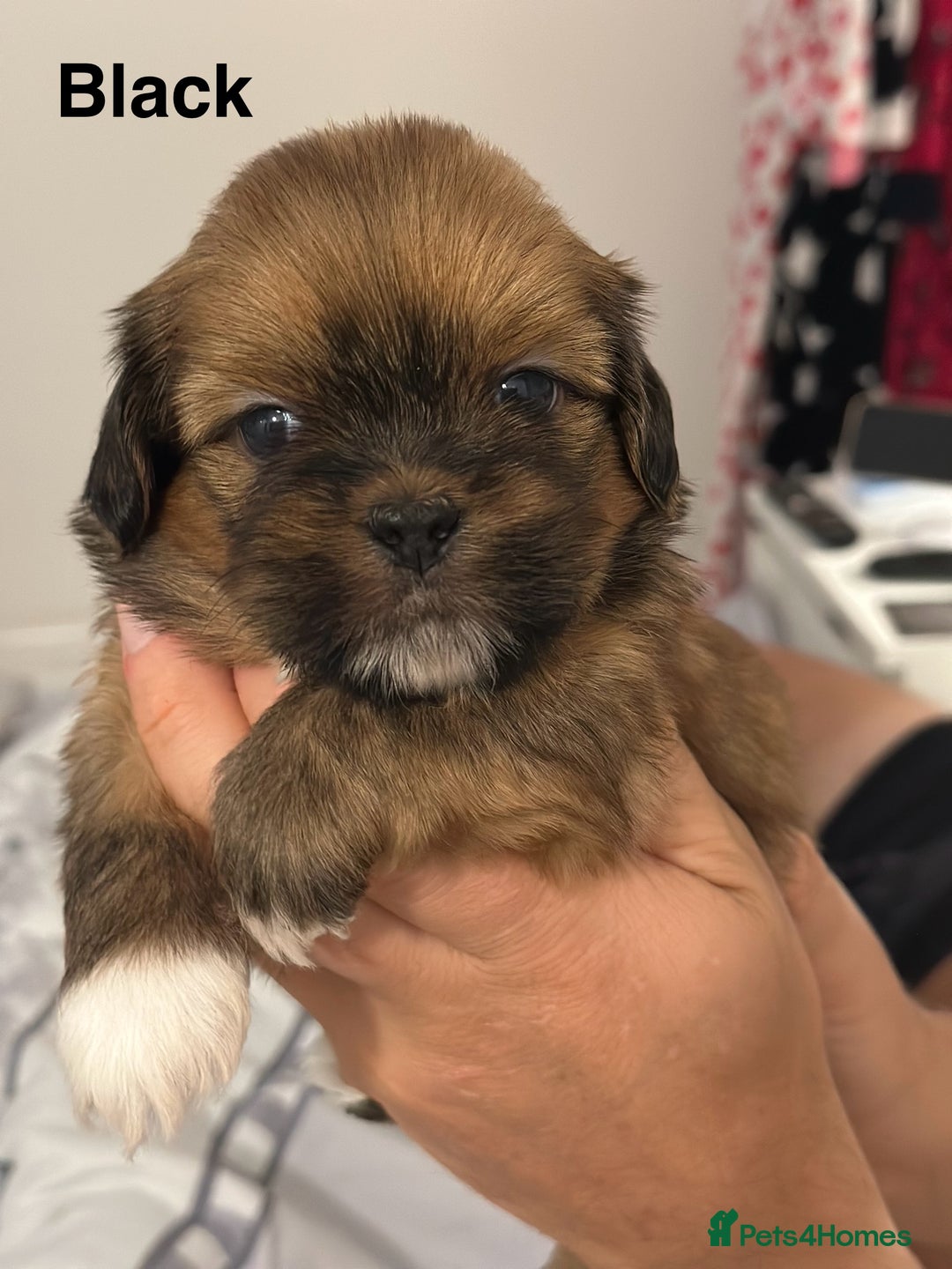 Lhasa Apso dogs for sale: Full Pedigree KC REG LHASA APSO PUPPIES !!! - Image 15