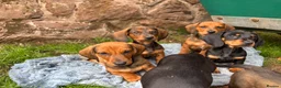 Dachshund dogs for sale: Stunning KC Registered Standard Dachshunds  - Advert 3