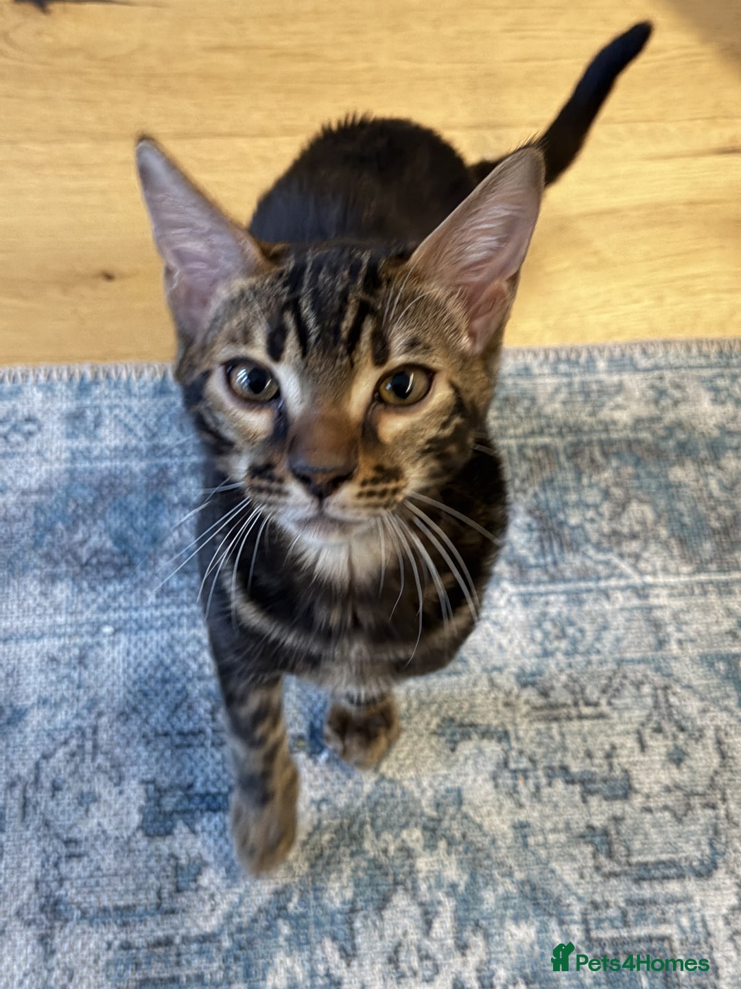 Bengal cats for sale: Affectionate Bengal Kittens – Family-Friendly - Advert 1